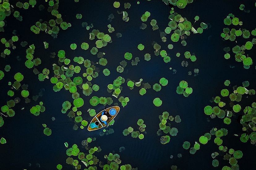 Photo Of Vietnamese Lotus Pond Wins Prize At Nature Conservancy Contest 2021