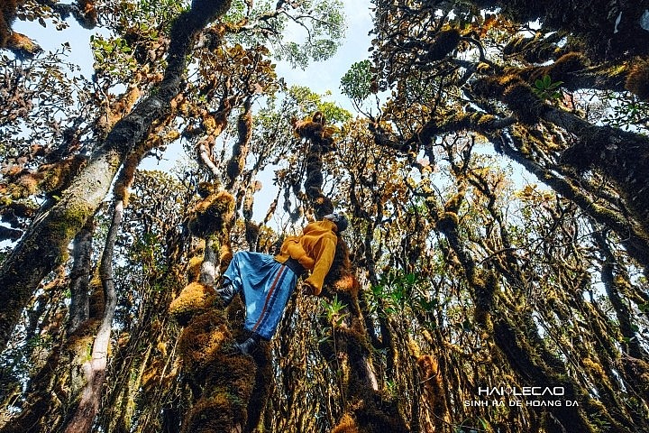 Photo Hai Le Cao