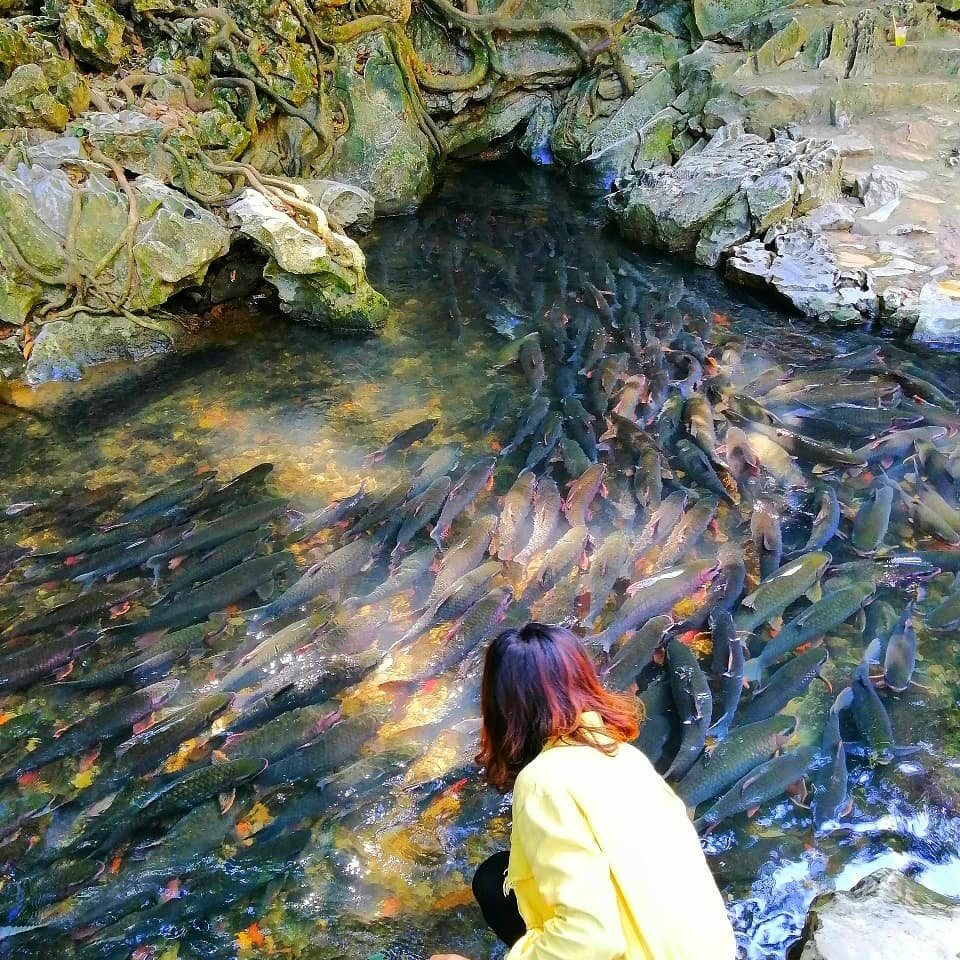 Cam Luong stream: home to 'soldier fish' that nobody dares catch