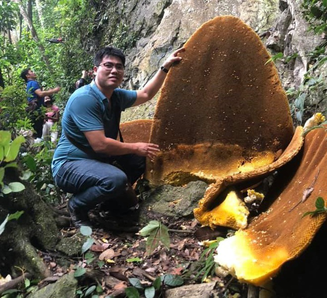 Spectacular Giant Honeybee Nests Hanging on Cliffs in Cao Bang