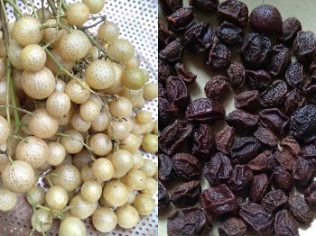 Mac Mat Fruit: the All-purpose Seasoning of the Tay Ethnic Minority Group