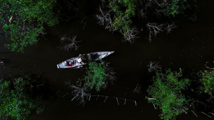 Beautiful Seasonal Changes in Hue's Mangrove Forest