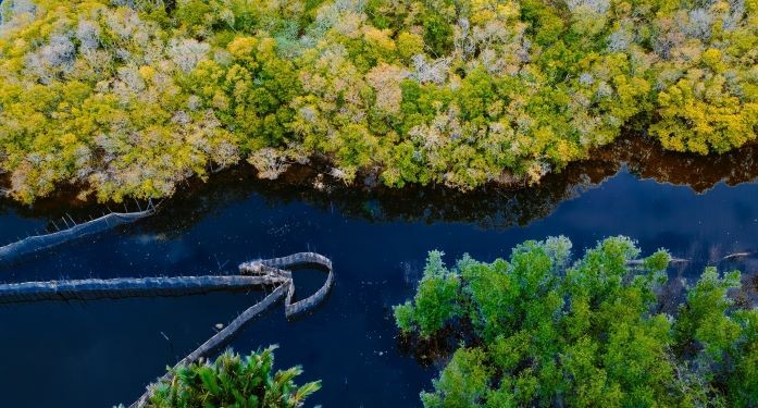 Beautiful Seasonal Changes in Hue's Mangrove Forest