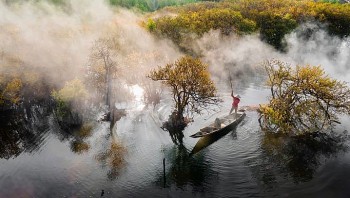 Beautiful Seasonal Changes in Hue's Mangrove Forest