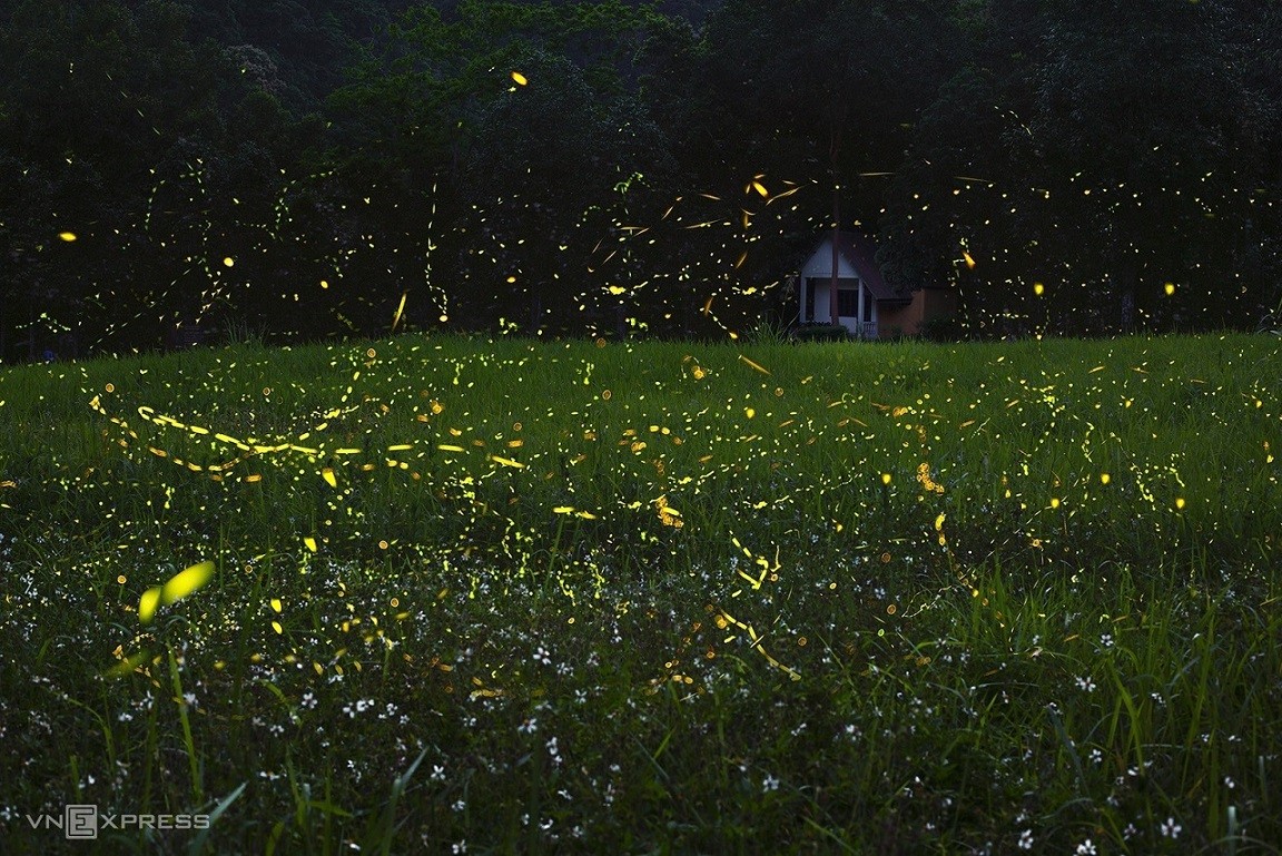 Fireflies Abound in Cuc Phuong National Park