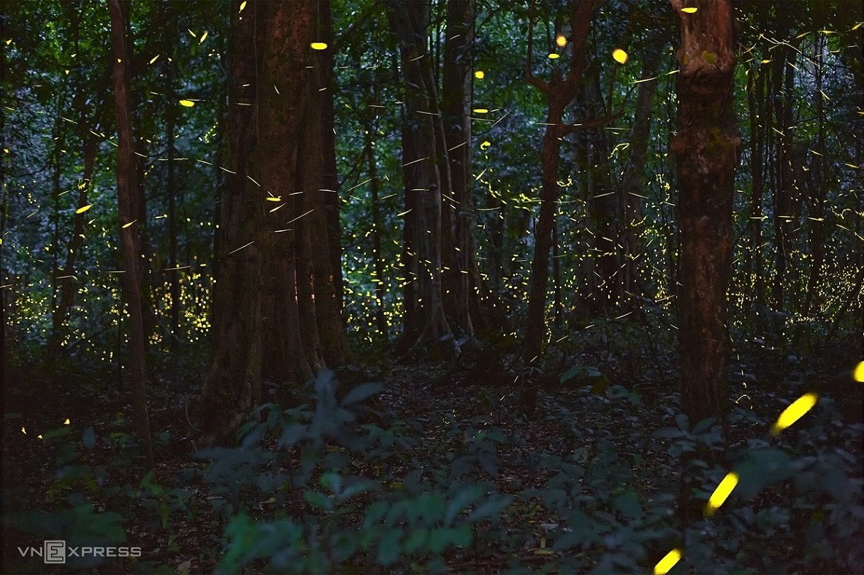 Fireflies Abound in Cuc Phuong National Park