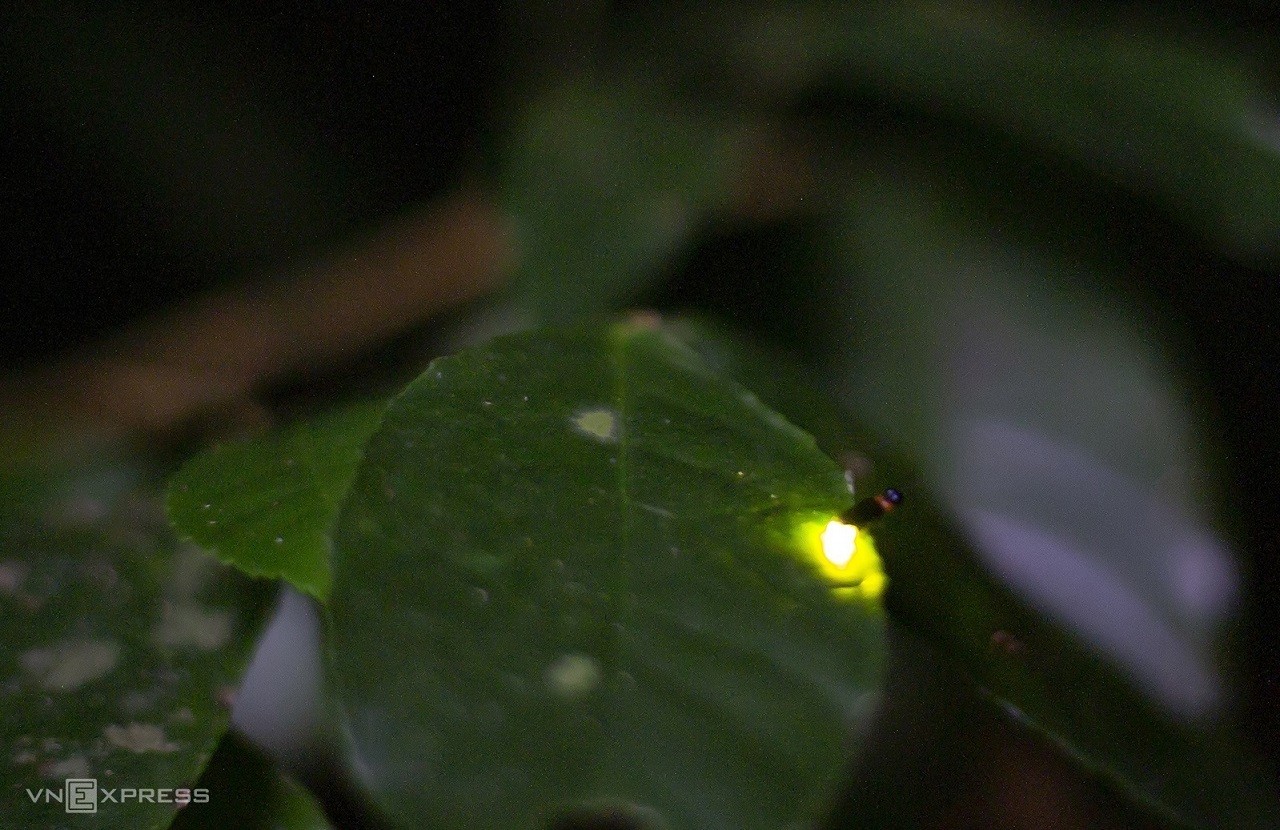 Fireflies Abound in Cuc Phuong National Park