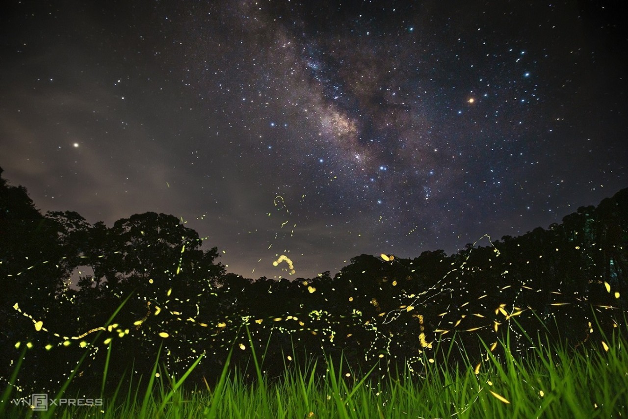 Fireflies Abound in Cuc Phuong National Park