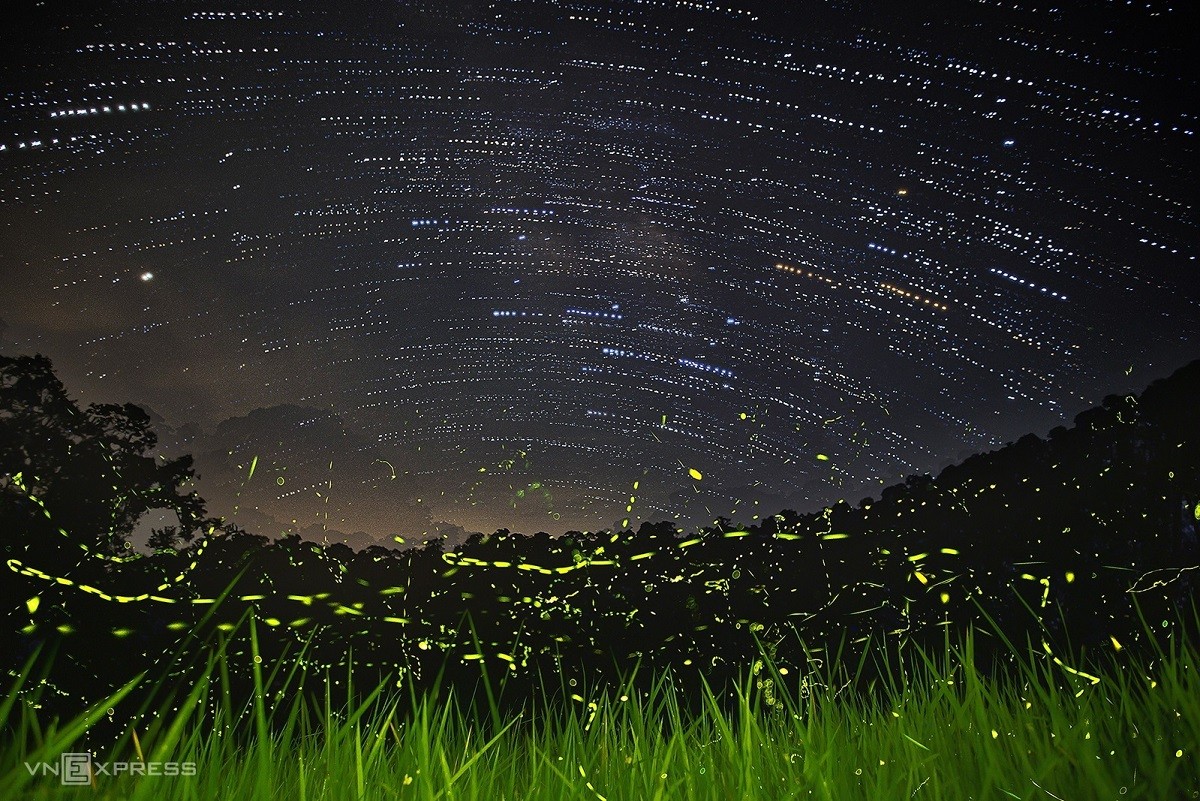 Fireflies Abound in Cuc Phuong National Park