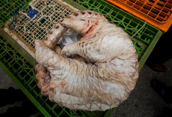 still trading in extinction hong kongs insatiable demand for exotic wildlife dead or alive according to a report by adm capital foundation