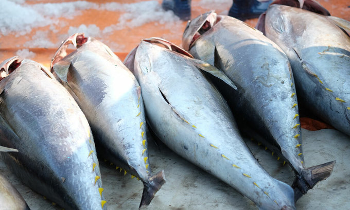 3220 tuna