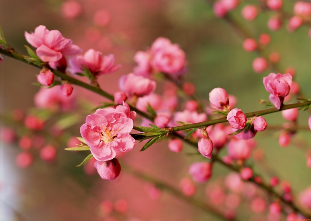 Facts About Lunar New Year: Everything You Need To Know About The Holiday