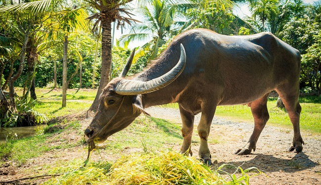 Hoi An buffalo tours   Unique and amazing experience for foreigners