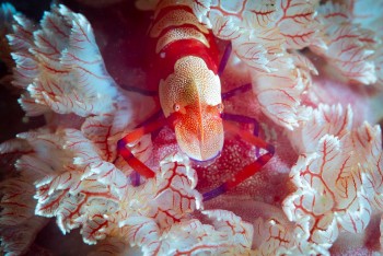 The Secret Underwater World Of Nha Trang