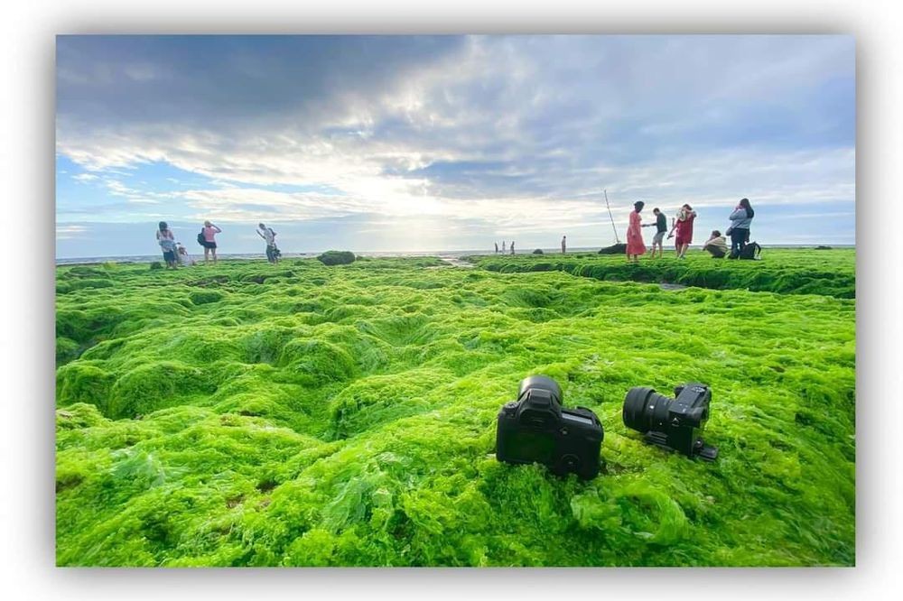 The moss carpet in Tu Thien beach. Photo: Fanpage Tu Thien beach