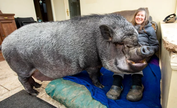 130 kg Vietnamese potbellied living indoors with a Scottish family