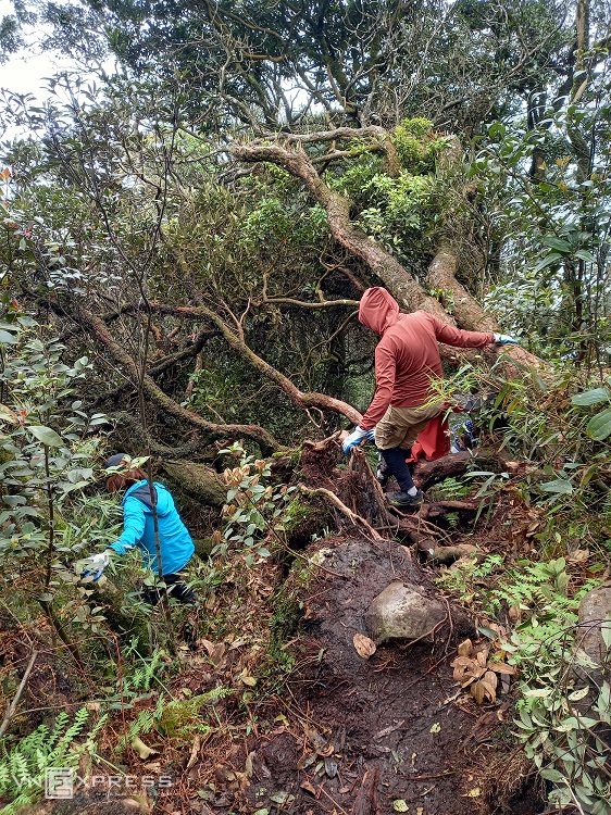 On the second day, the journey involves about three to 3.5 kilometers of walking through a steeper and denser forest. In the rainy season, mosquitoes and leeches are rampant, so visitors need to wear headscarves, long-sleeved clothing, and carry insect repellent. (Photo: VnExpress) 