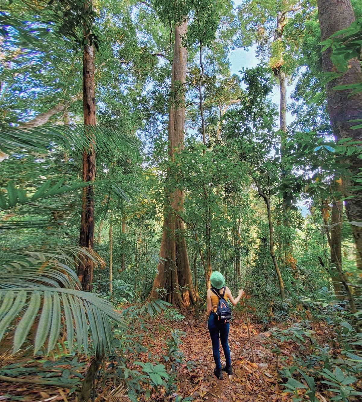 Tourists who come here can be easily drowned in a sea of century-old trees that are high up to 40 – 50m.  (Photo: ZingNews) 