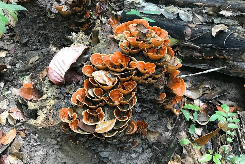 There recorded 628 species of plants in the Park (Anon. 1997), and the globally endangered species could be Afzelia xylocarpa, Dalbergia cochinchinensis, and Shorea guiso. (Photo: ZingNews) 