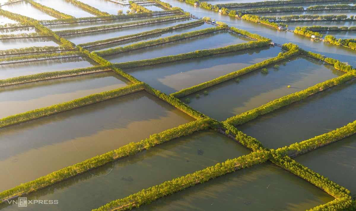 The green mangrove forests with all kinds of mangrove plants and parrots have been the home for many species of birds for many years.  Photo: VnExpress 