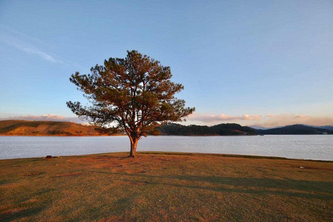 "Lonely" Trees of Vietnam: Gen Z's Trendy Check-In Spot