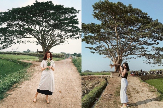 Discover The Unique “Lonely Trees” For Young Travelers To “Check-In” In Vietnam