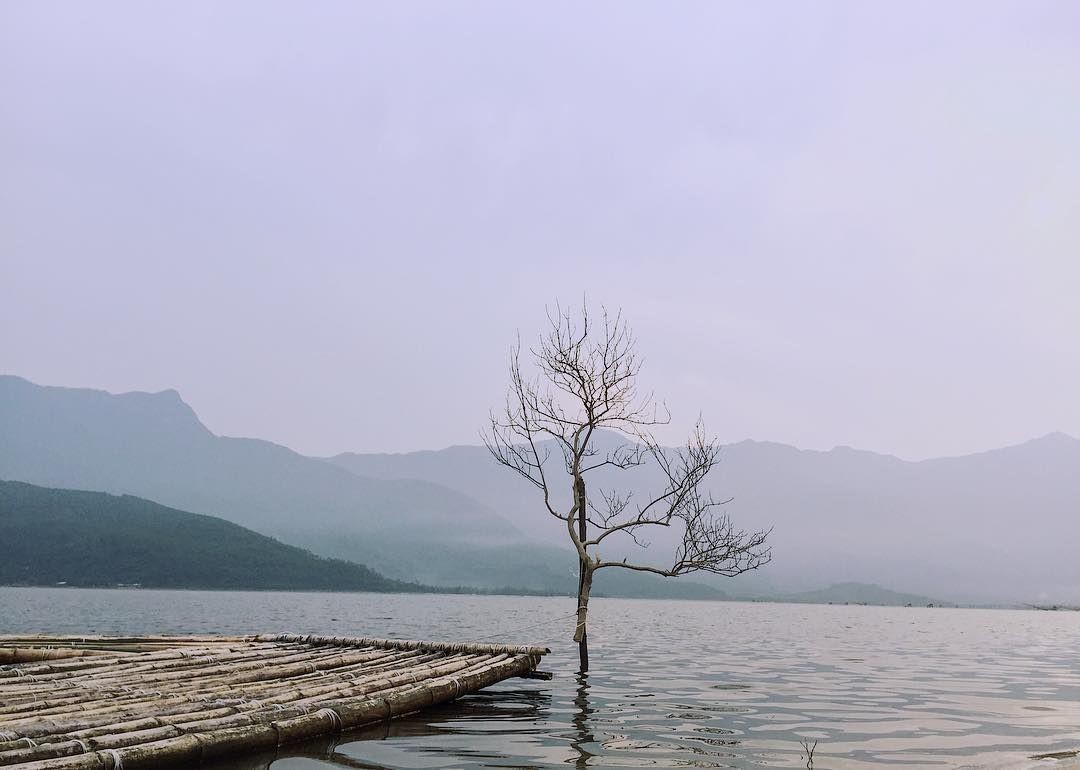 Discover The Unique “Lonely Trees” For Young Travelers To “Check-In” In Vietnam