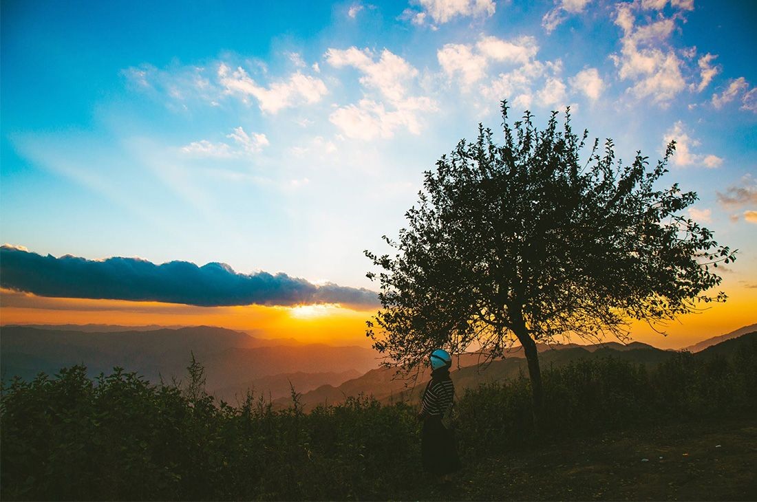 Discover The Unique “Lonely Trees” For Young Travelers To “Check-In” In Vietnam