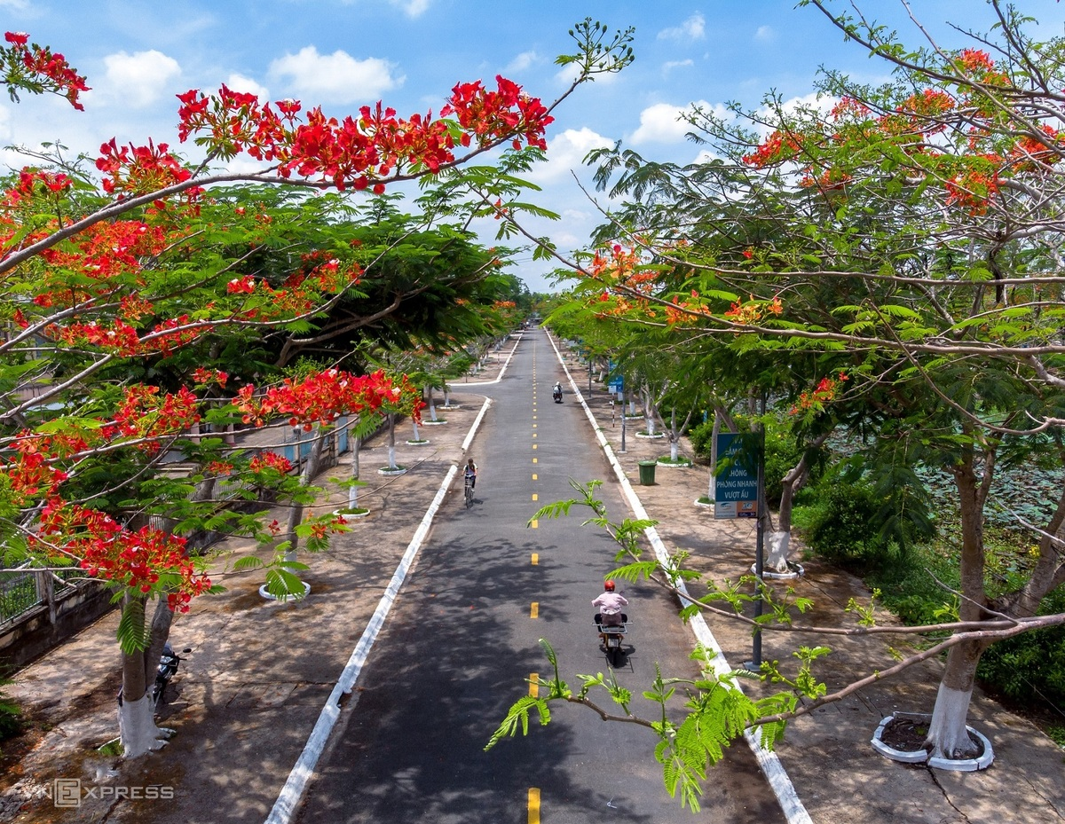 Hau Giang is located about 60km from Soc Trang. The young photographer arrived here just in time to capture the phoenix flowers blooming in two side of the roads in Vi Thuy District. Photo: VnExpress Hau Giang is located about 60km from Soc Trang. The young photographer arrived here just in time to capture the phoenix flowers blooming in two side of the roads in Vi Thuy District. Photo: VnExpress