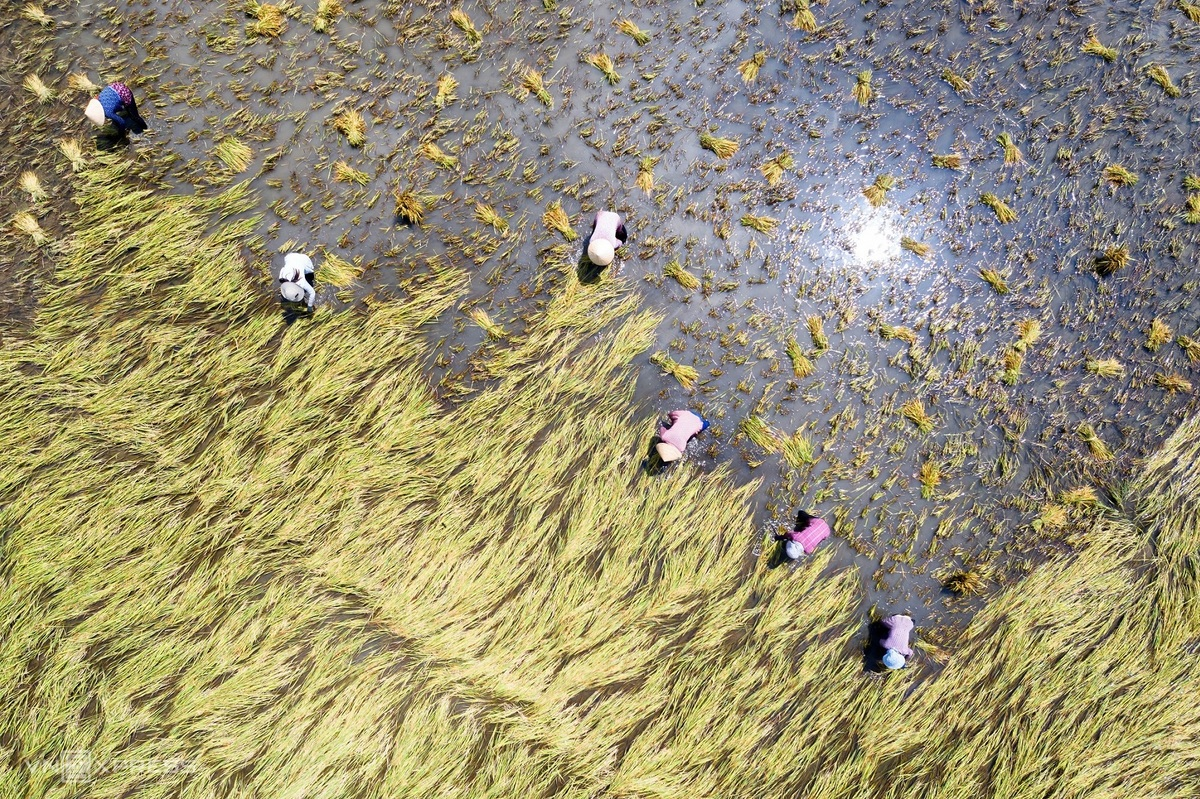 People harvesting in the rice field in March, 2021. The photograph was taken when Minh Luong was wandering around Co Do District, Can Tho. Photo: VnExpress People harvesting in the rice field in March, 2021. The photograph was taken when Minh Luong was wandering around Co Do District, Can Tho. Photo: VnExpress