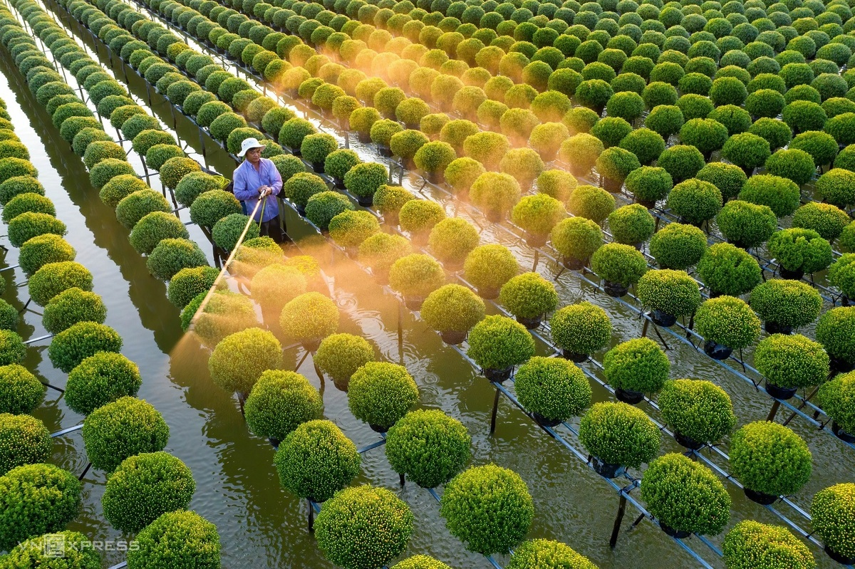 One of Minh Luong’s favorite places in Dong Thap is the raspberry chamomile flower fields in Tan Khanh Dong Commune. This is where local people plant these famous flowers and sell them in Tet holiday, as it is a symbol for prosperity and happiness. Photo: VnExpress One of Minh Luong’s favorite places in Dong Thap is the raspberry chamomile flower fields in Tan Khanh Dong Commune. This is where local people plant these famous flowers and sell them in Tet holiday, as it is a symbol for prosperity and happiness. Photo: VnExpress