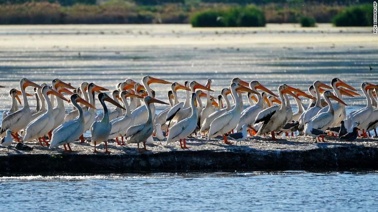 Pelicans gather in June on an island on Farmington Bay near the Great Salt Lake. Photo: CNN 
