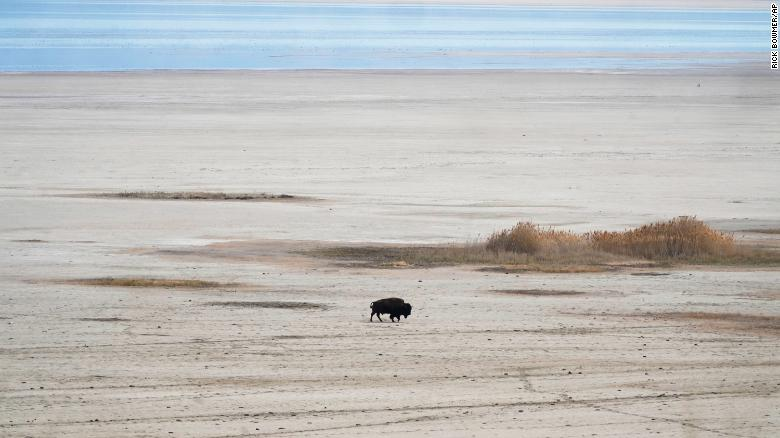A bison walks in April along the receding edge of the Great Salt Lake on its way to a watering hole at Antelope Island, Utah. Photo: CNN 
