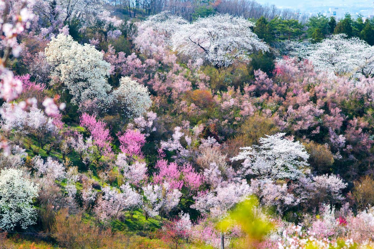Photo: ZEKKEI Japan 