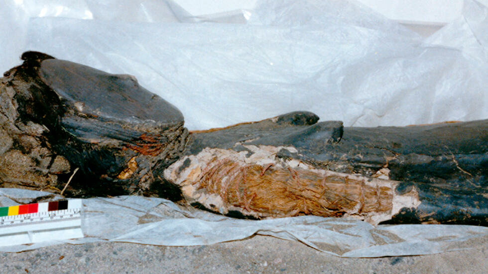 Chinchorro mummies were either painted red, black or wrapped in bandages Bernardo Arriaza Centro Gestion Chinchorro/AFP/File