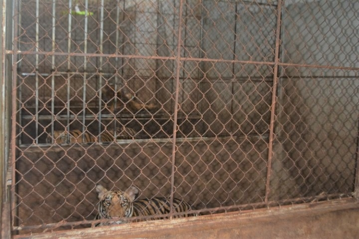 Indochinese tigers are one of the dangered animals in Asia. Photo: VTC News 