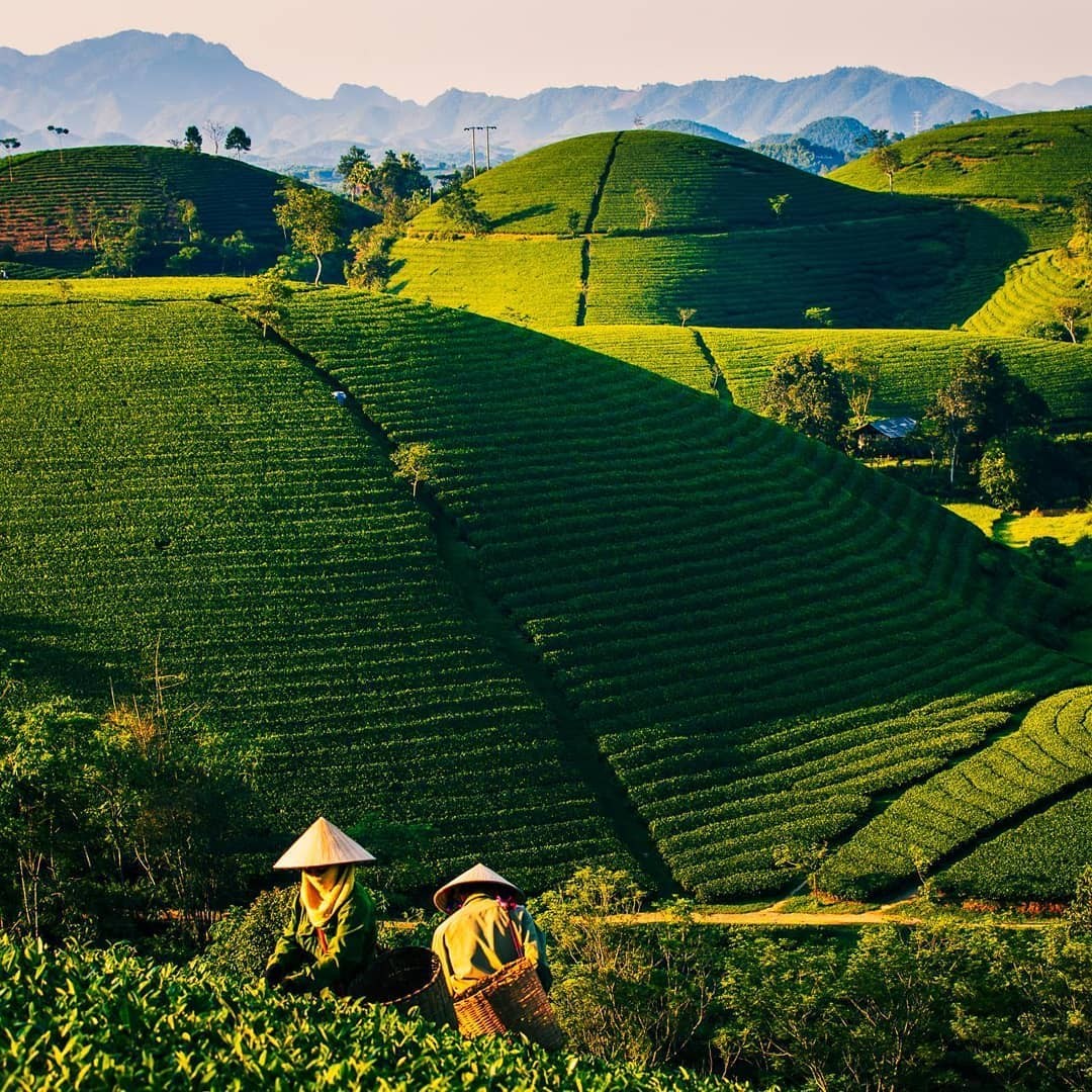 Green tea - photo: @homestaytonyluan