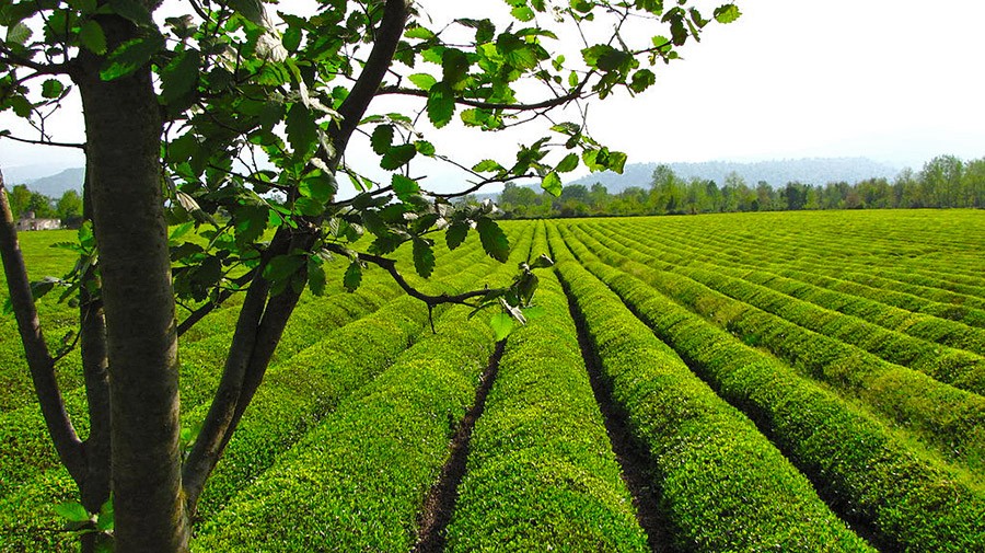 Photo: TasteIran