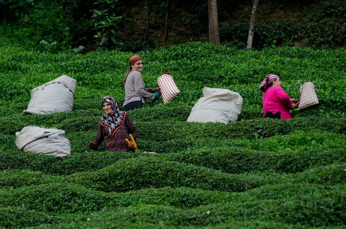 Photo: Modern Farmer 