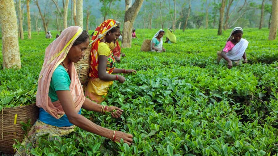 Photo: Telegraph India 