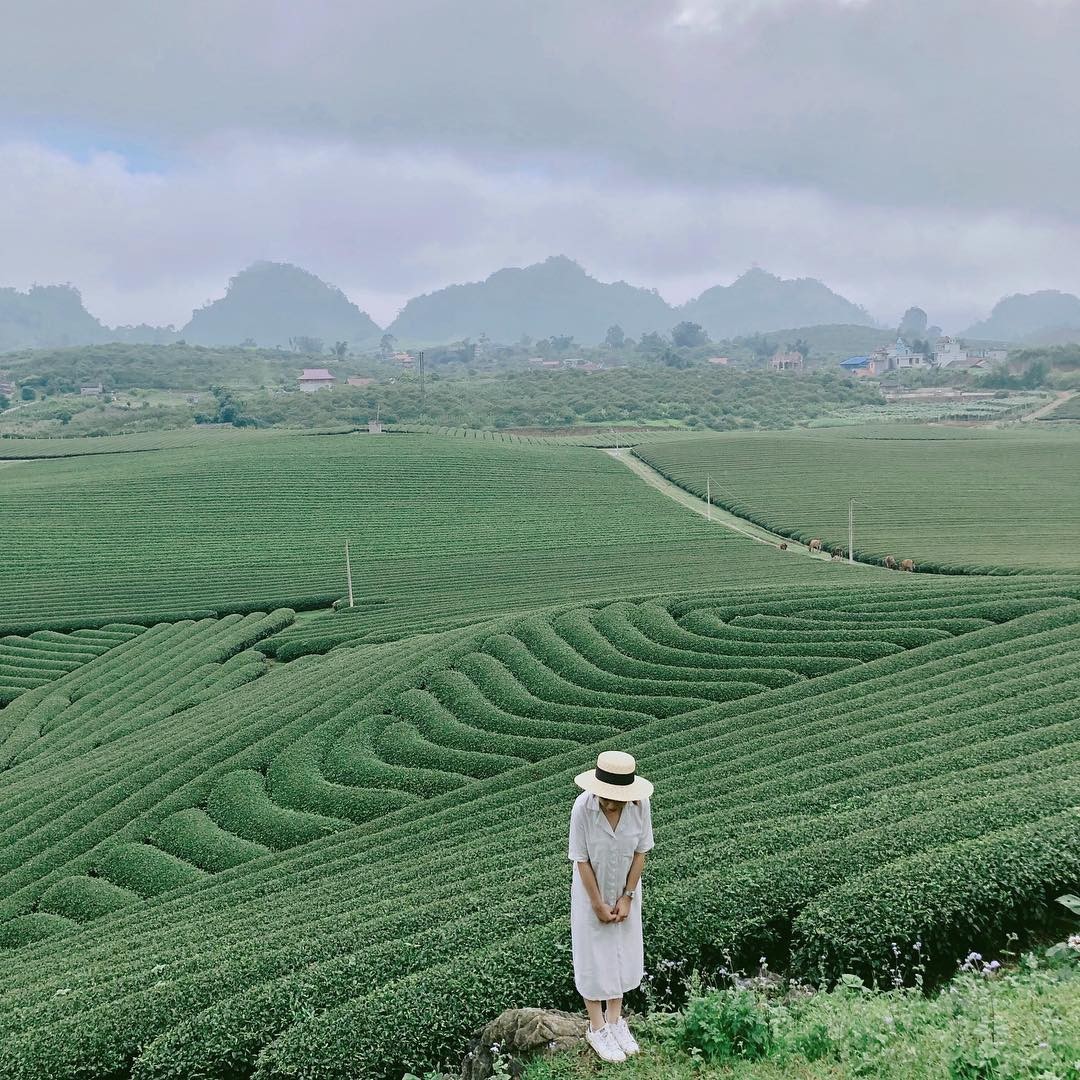 Journey to Dong Giang Tea Hill – Green Paradise in Danang