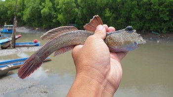 Thoi Loi: The Weirdest “Tree Climbing Fish” Can Be Found In Vietnam