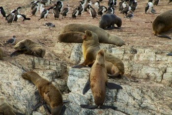 Visit Tierra del Fuego: Beautiful Nature At The End of The World