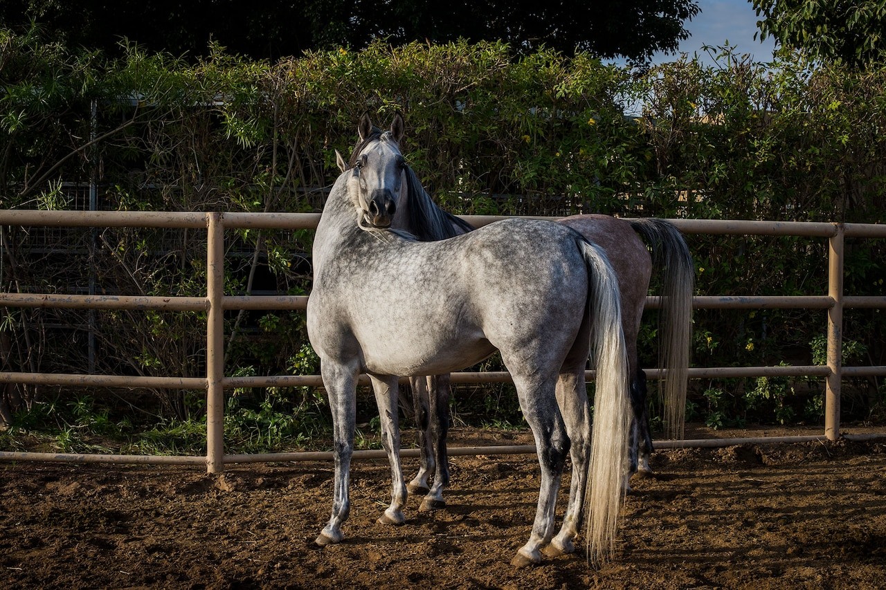 Two Arabian show horses stretch their legs at the Royal Cavalry in Muscat, the capital of Oman. PHOTOGRAPH BY ANASTASIA TAYLOR-LIND