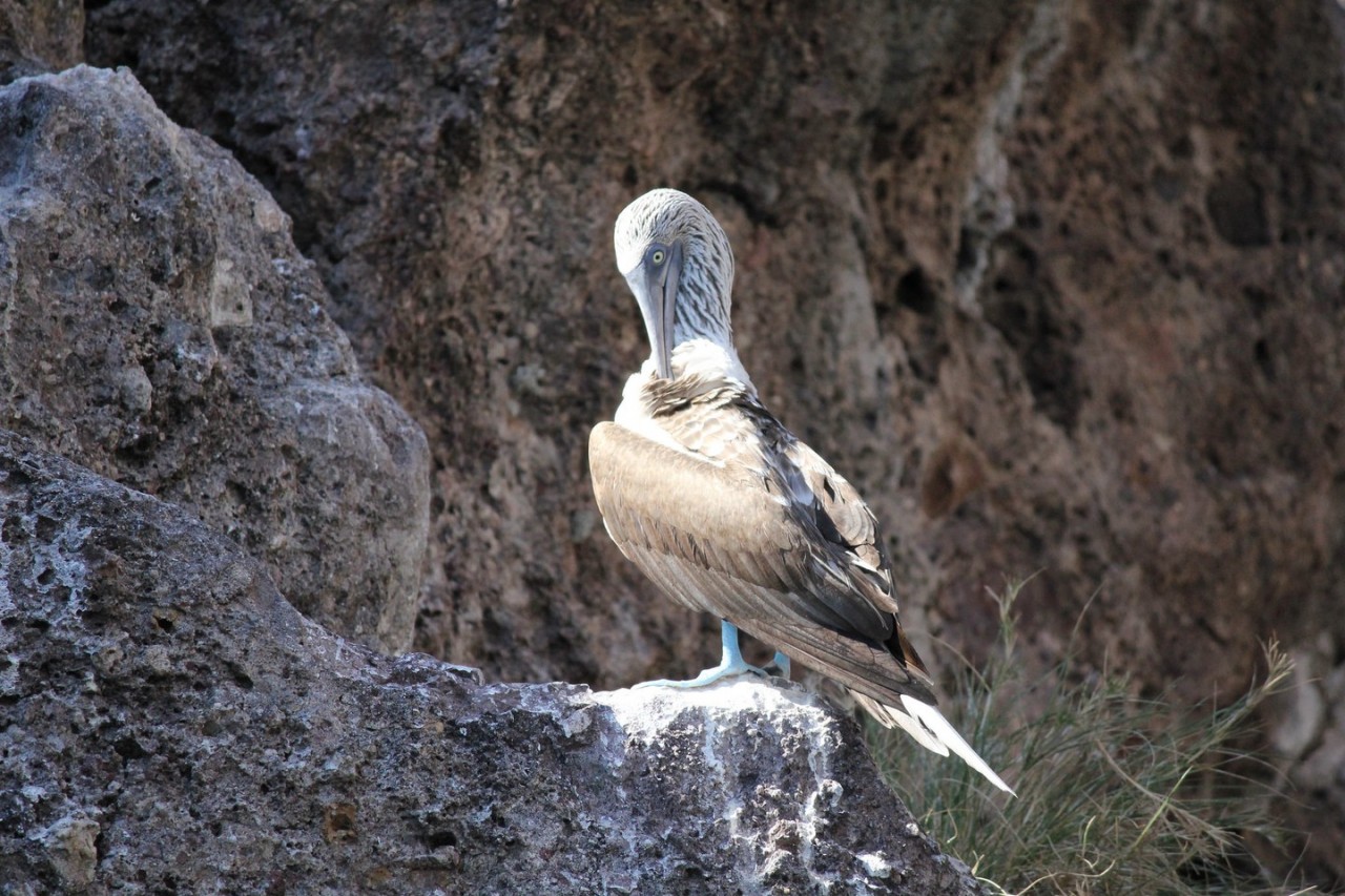 Blue footed booby on Islas Marietas | © Terri Bateman/Flickr