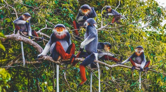2021 World Travel Awards: Cuc Phuong Named For Asia’s Leading National Park