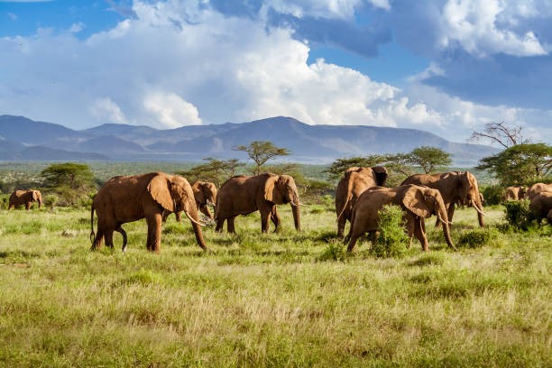 Photo: iStock 