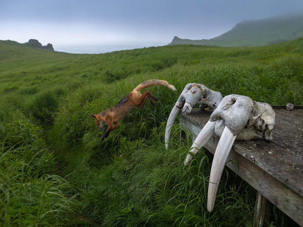 PHOTOGRAPH BY ACACIA JOHNSON, NATIONAL GEOGRAPHIC