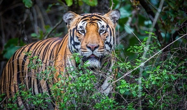 Say NO to Tiger Products in Year of the Tiger, say Officials and Foreign Representatives