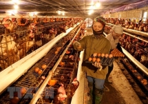 tra vinh culls nearly 1000 ah5n1 infected poultry